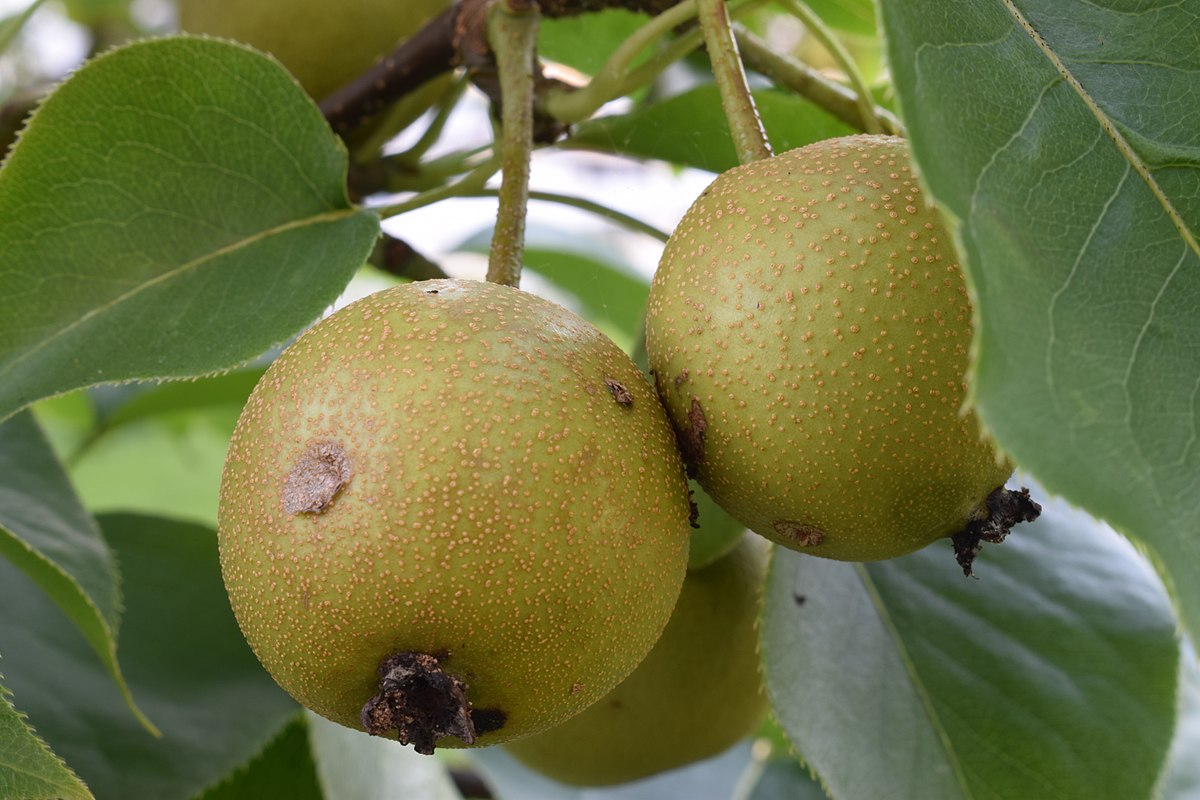 apple pear