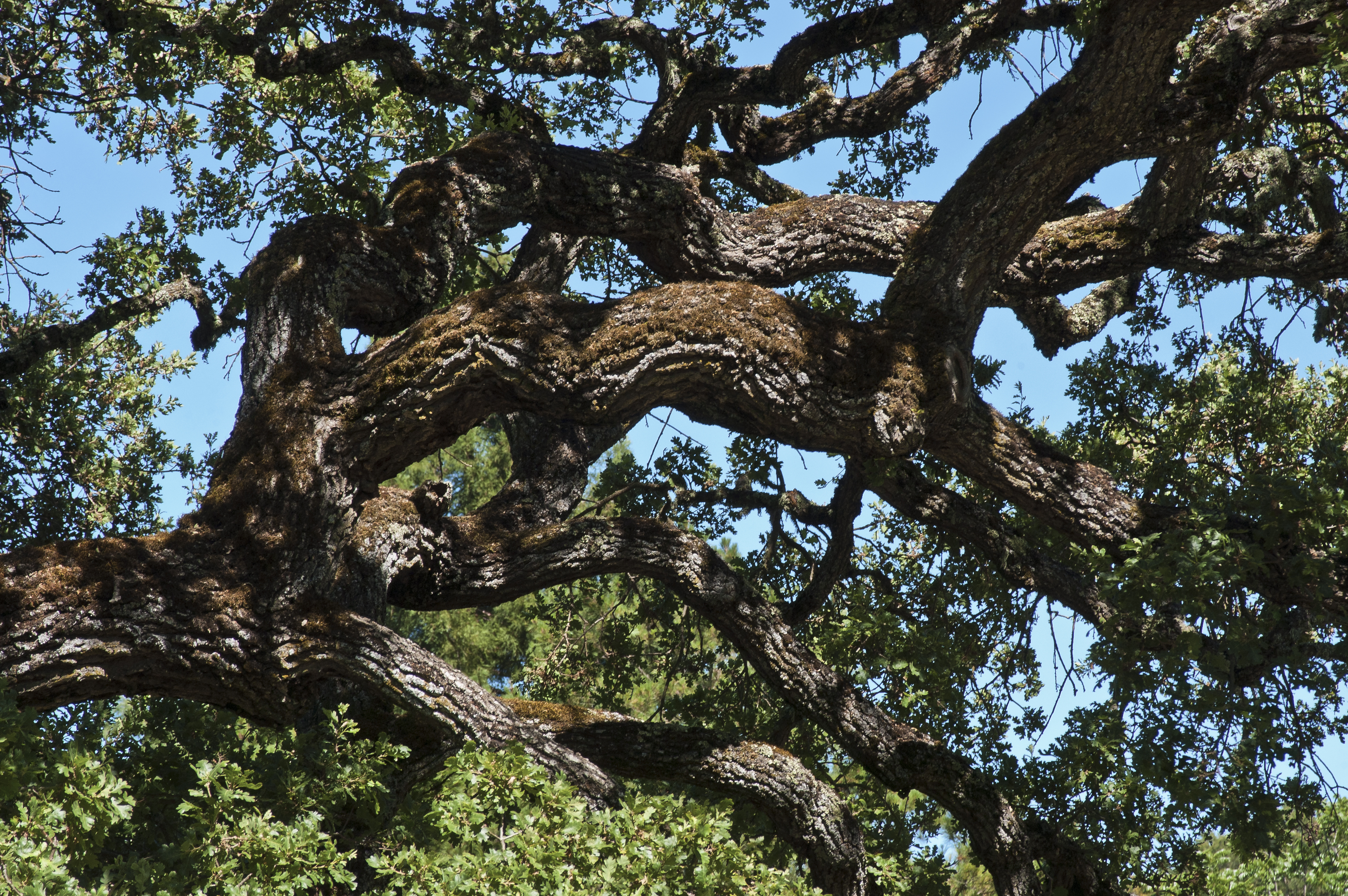 water oak