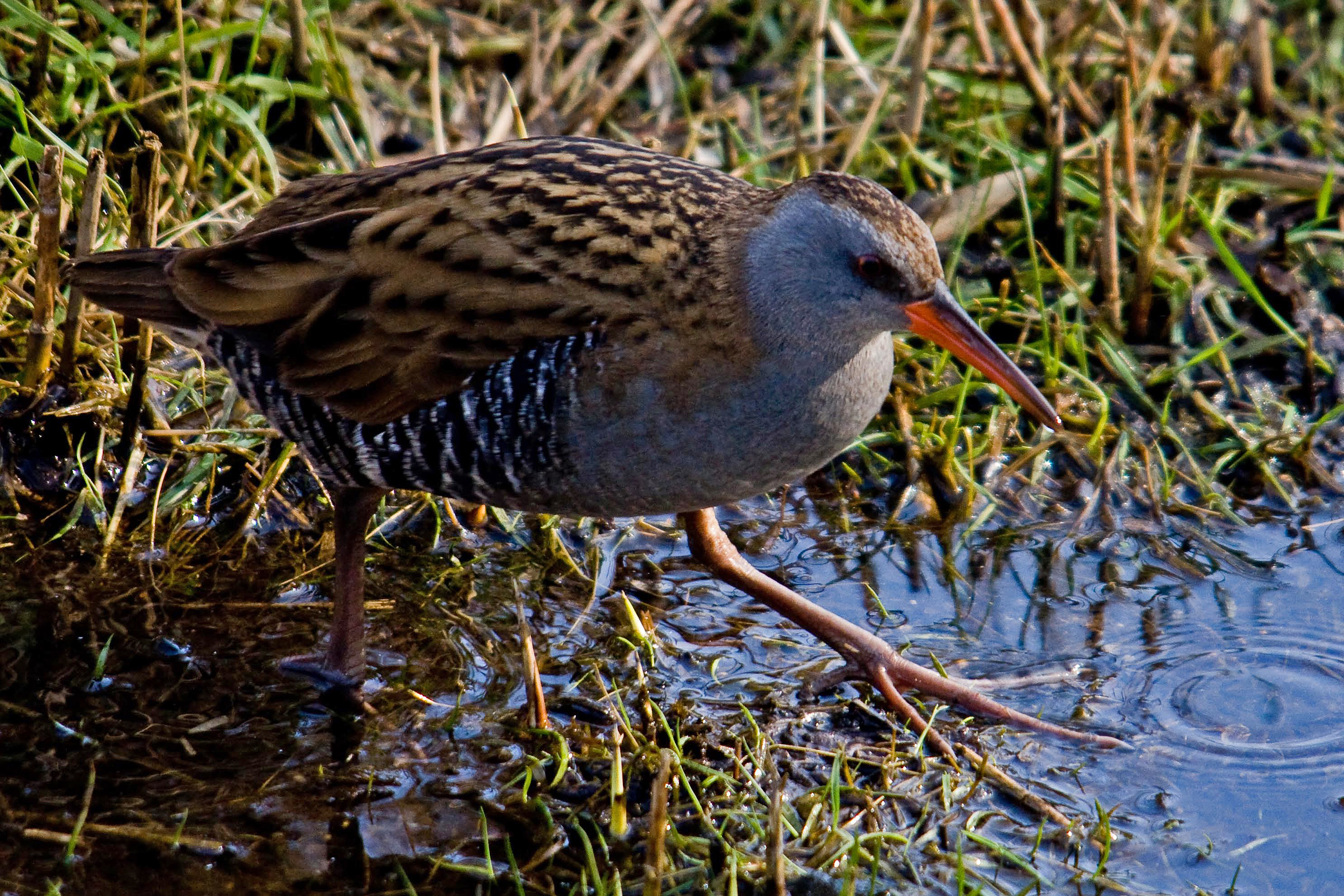 water rail