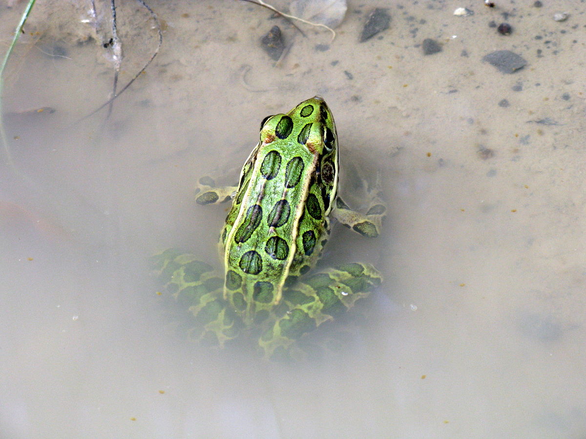 tiger frog