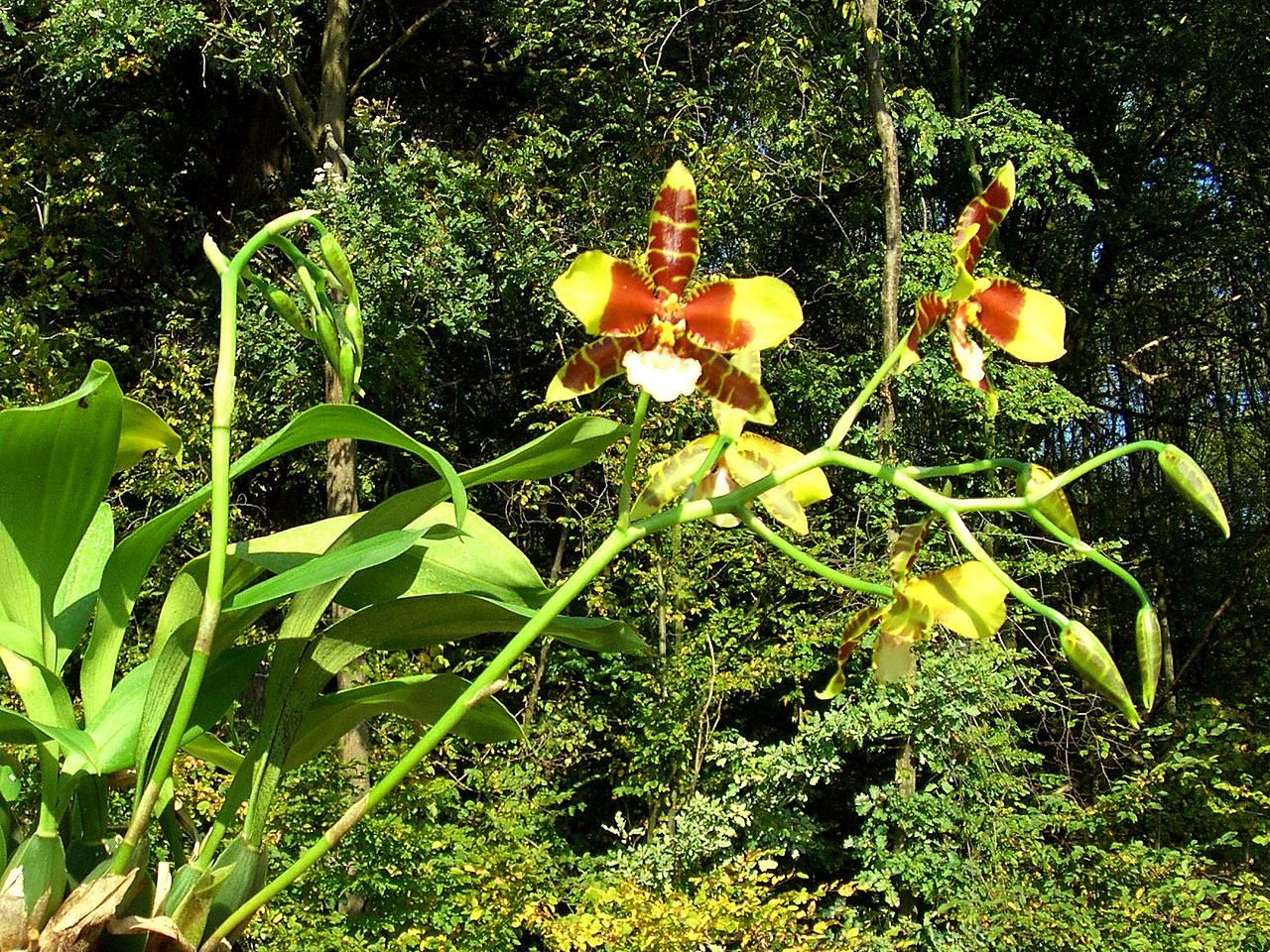 tiger orchid