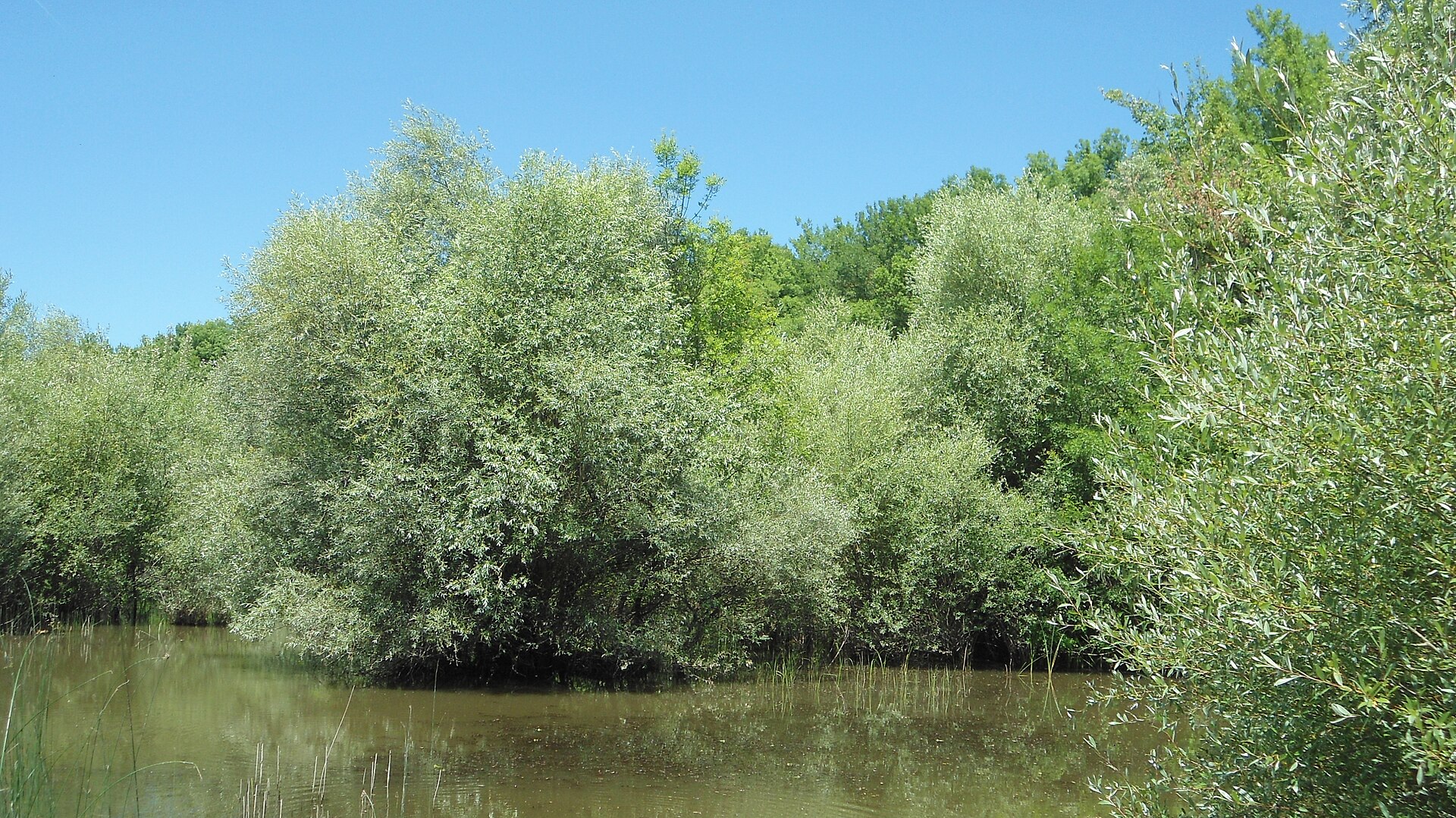 water willow