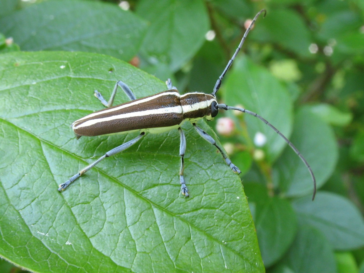 apple tree borer