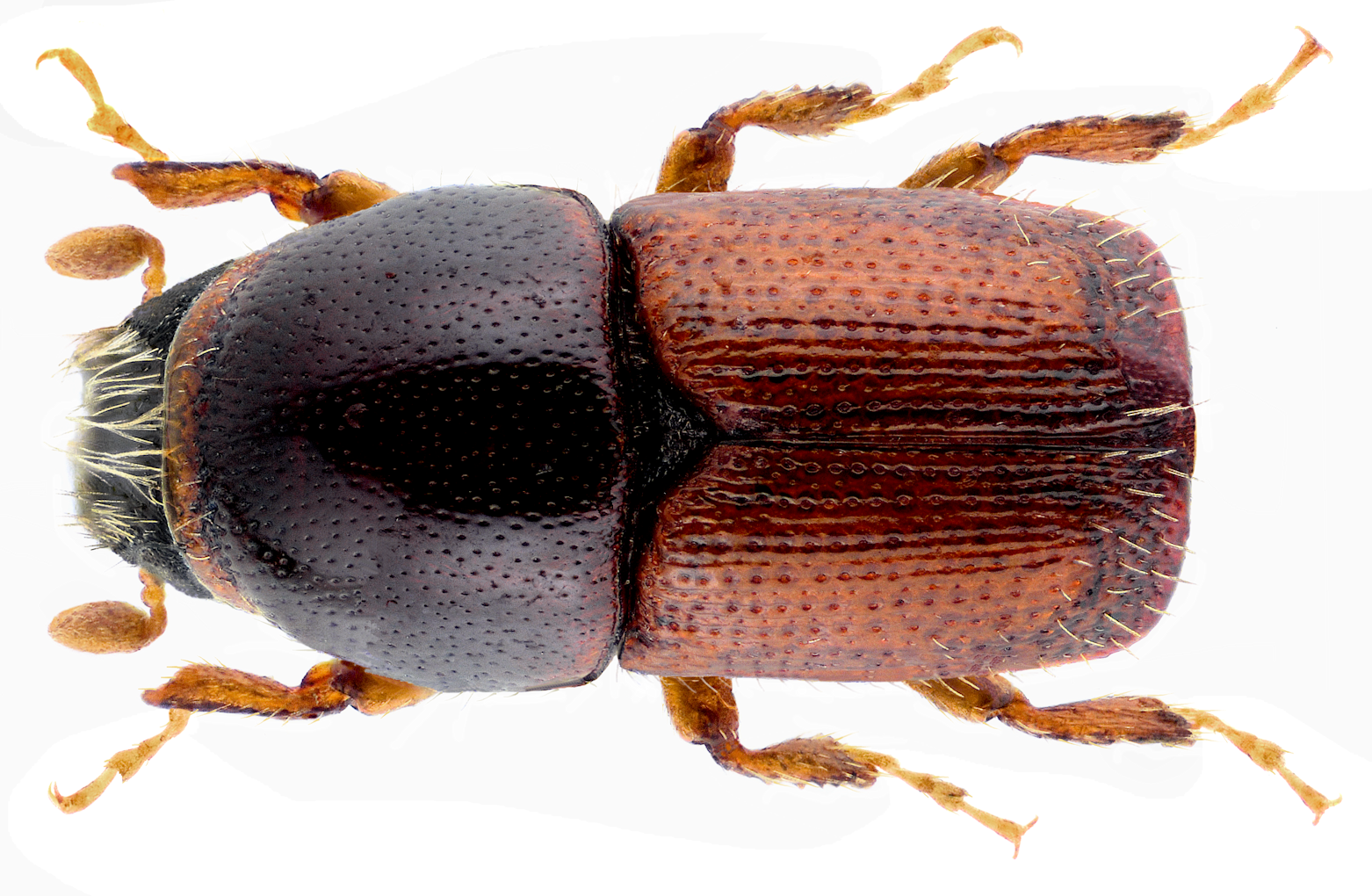 apple tree beetle