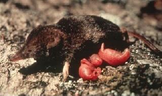 water shrew