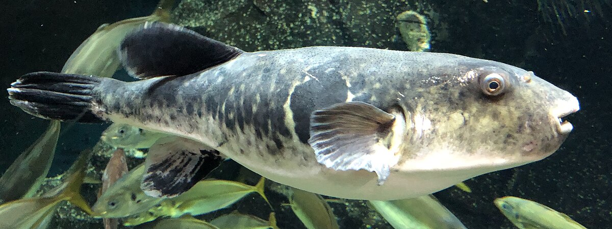 tiger pufferfish