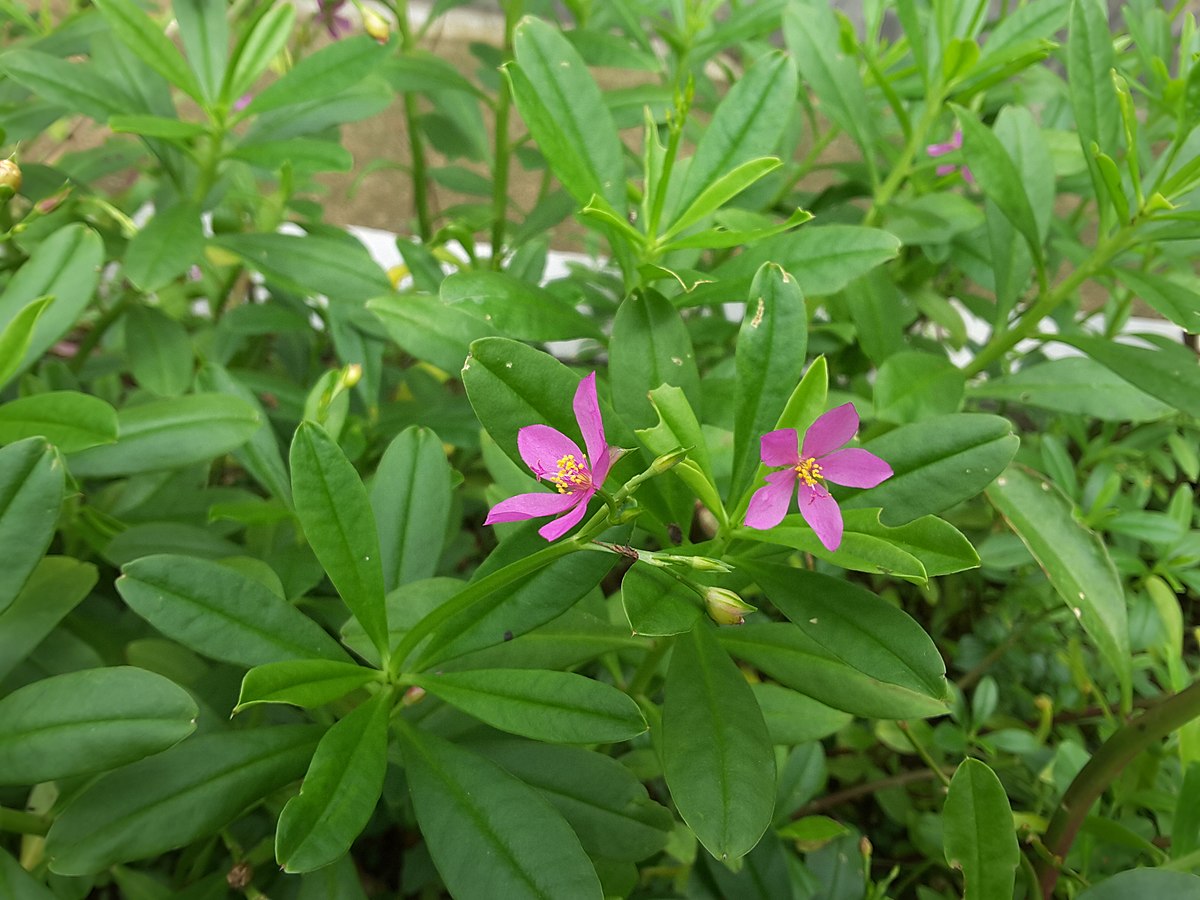 waterleaf