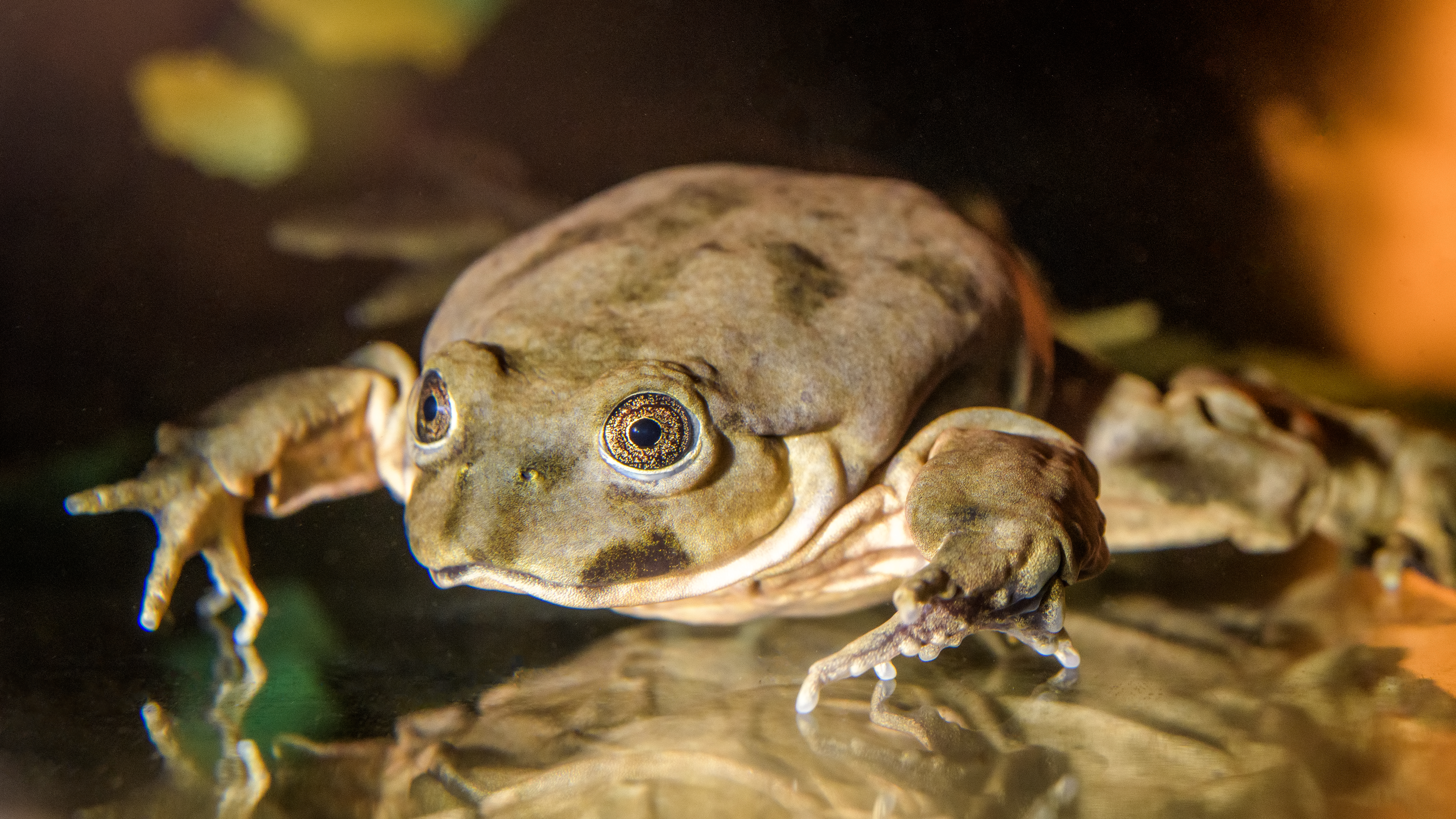 water frog