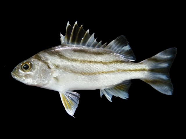tiger fish