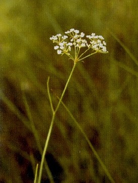 water dropwort