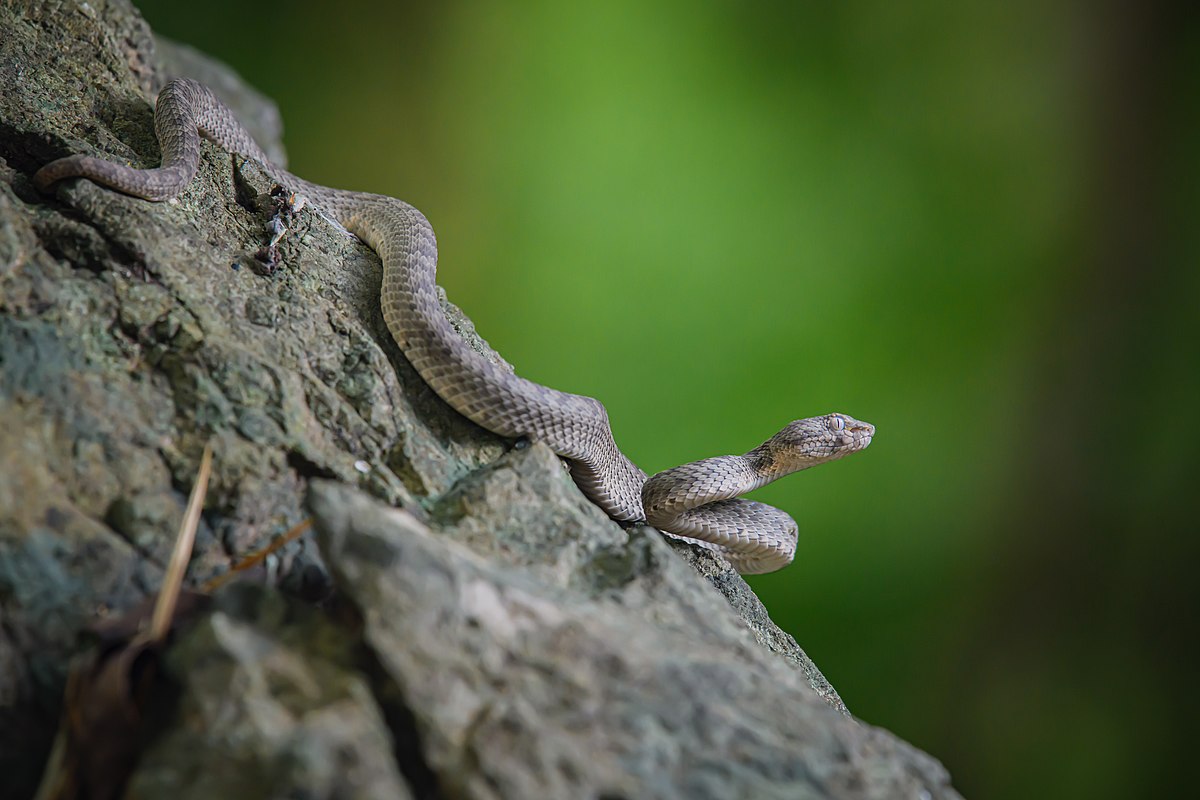 tiger pit viper