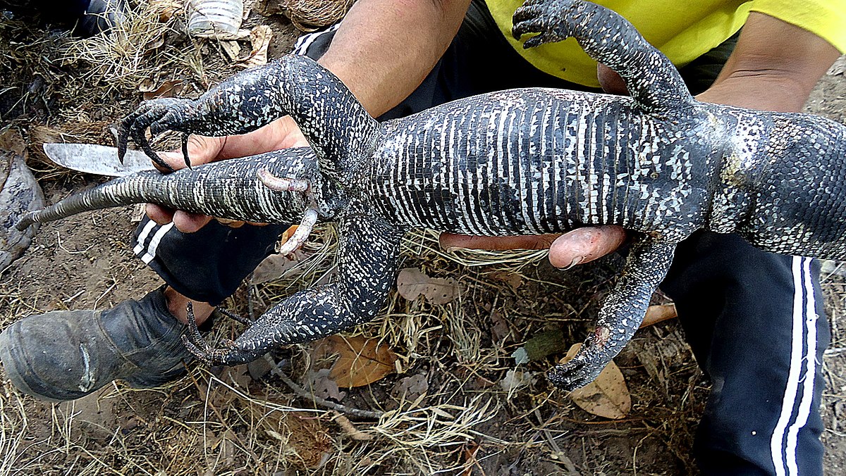 tiger lizard