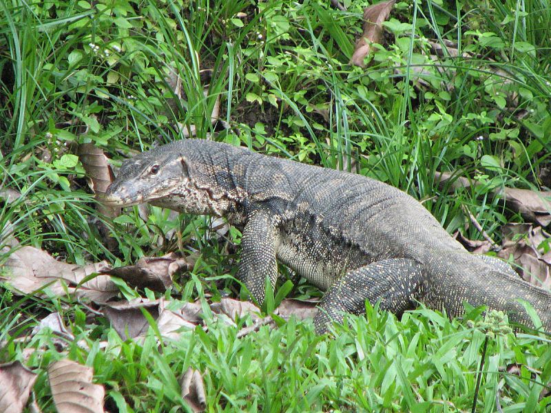 water monitor