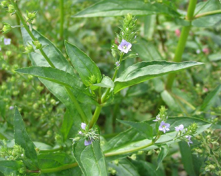 water speedwell