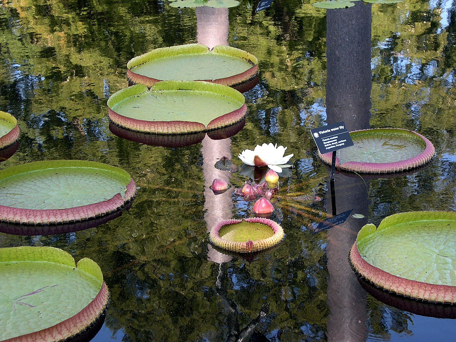 water platter