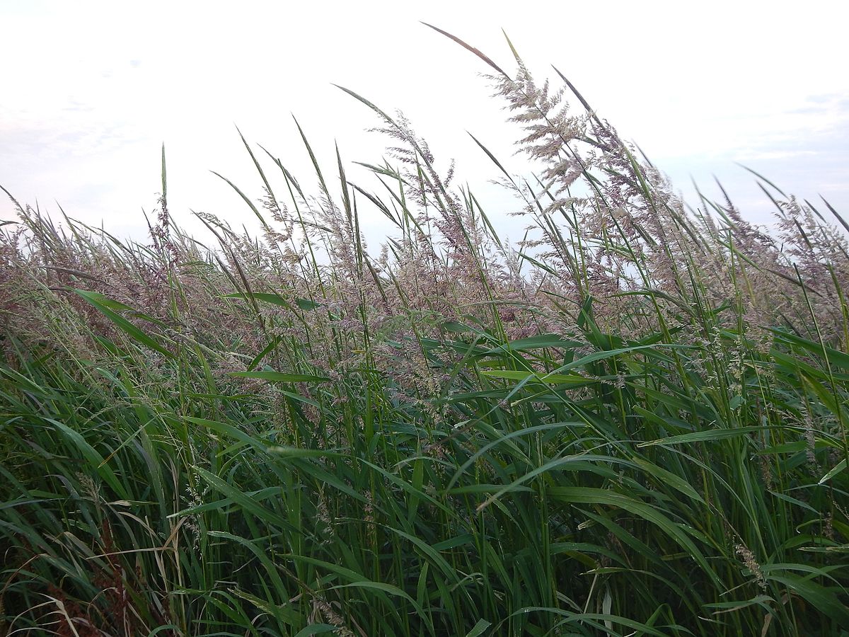 water oat