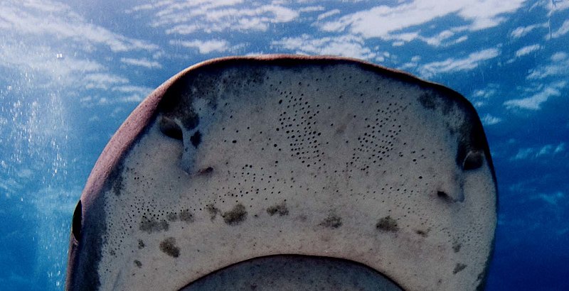 tiger shark