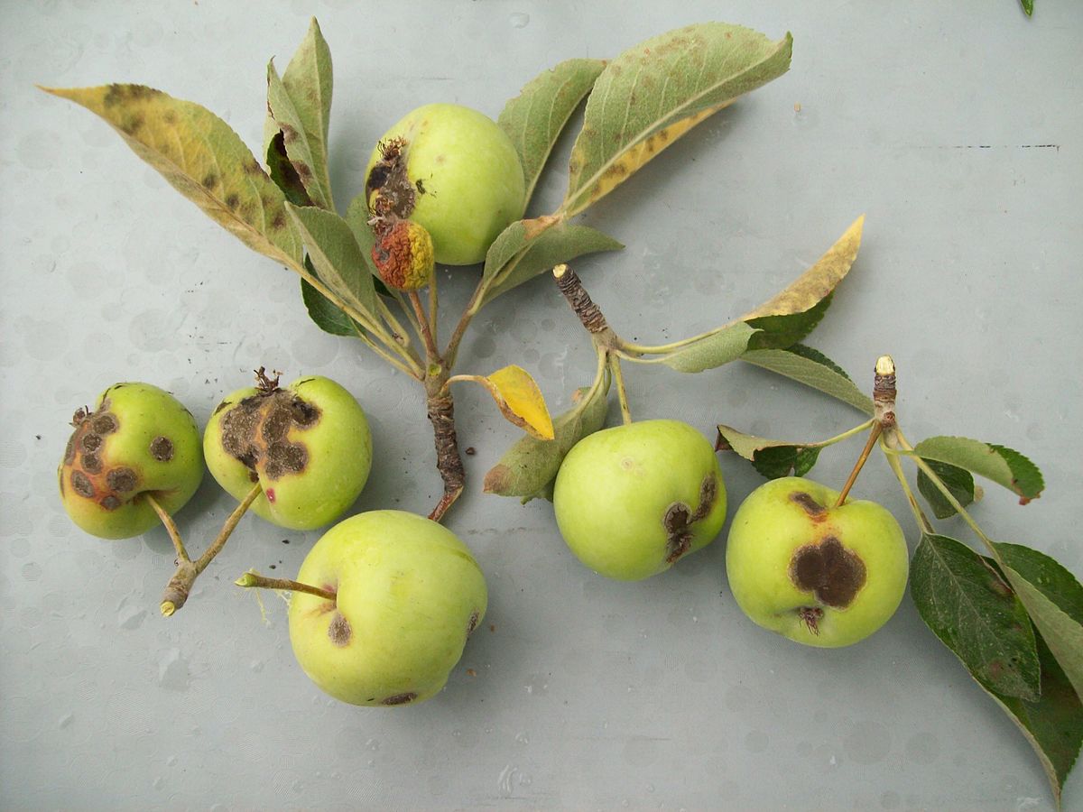 apple scab