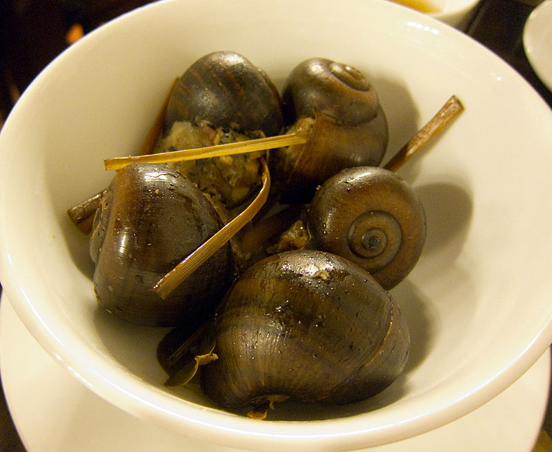 apple snail