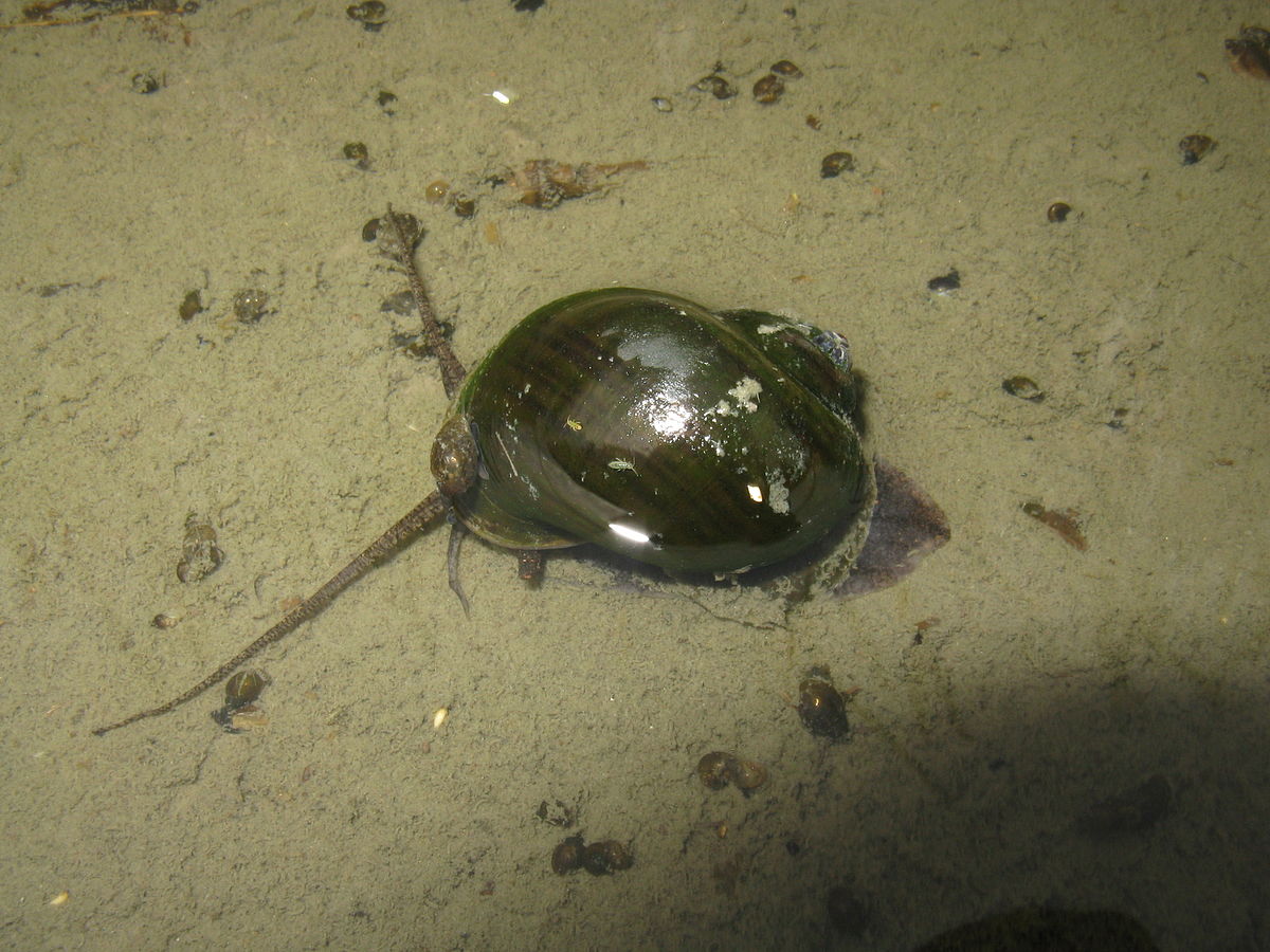 apple snail