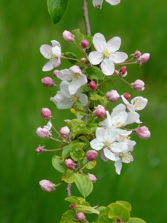 apple-blossom