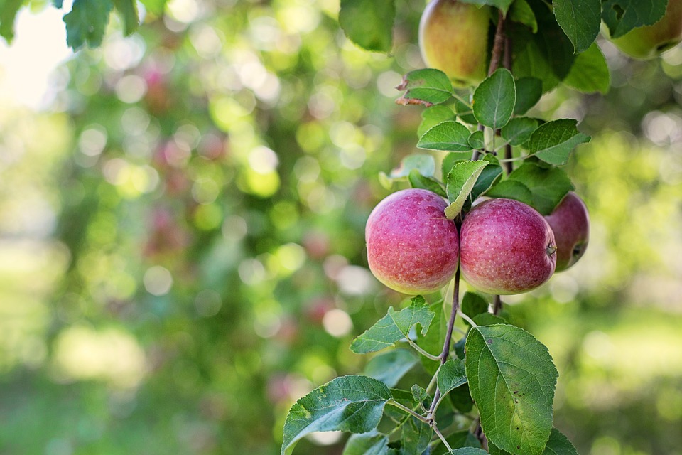 apple
