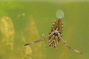 water boatman