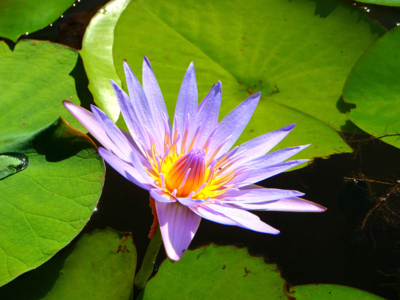 water-lily
