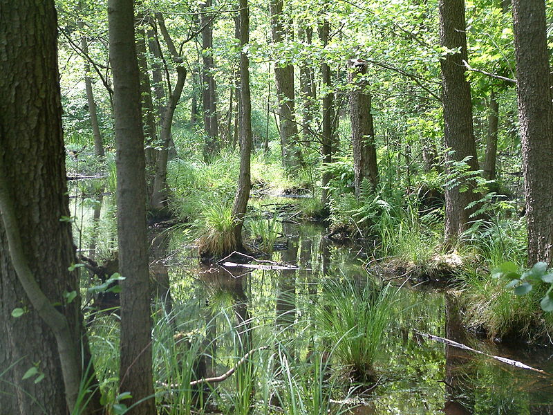 waterlogged