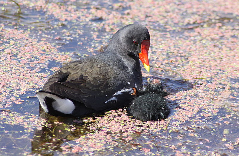water rail