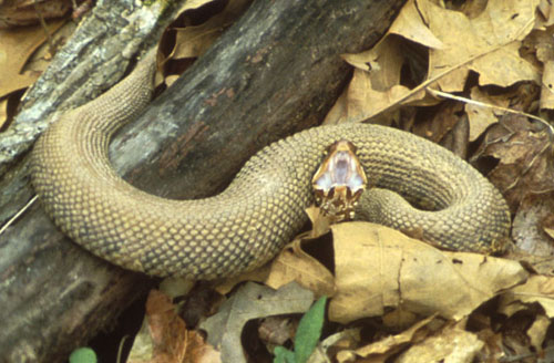 water moccasin