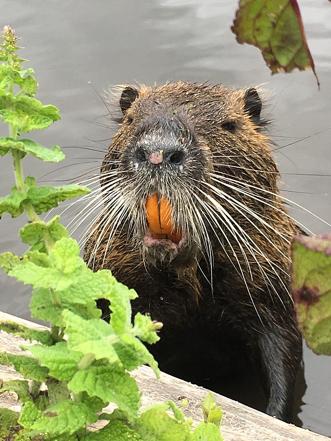 water rat