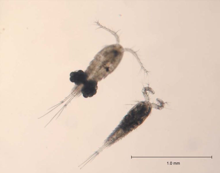 water flea