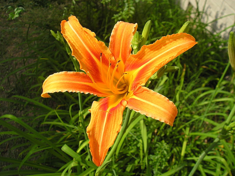 tiger daylily