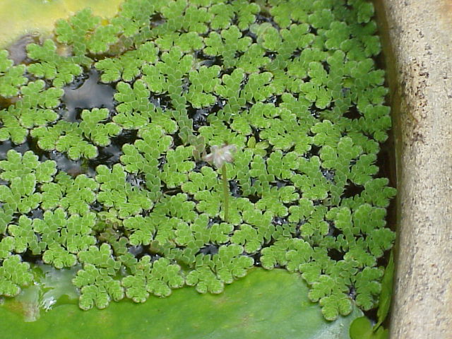 water fern