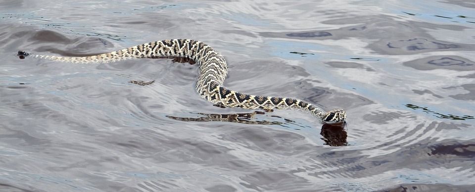water rattle