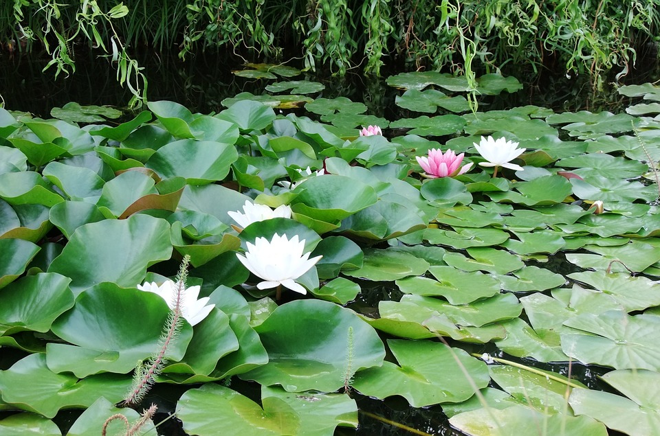waterlily