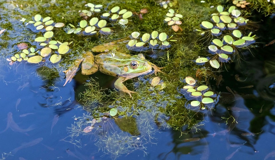 water plant