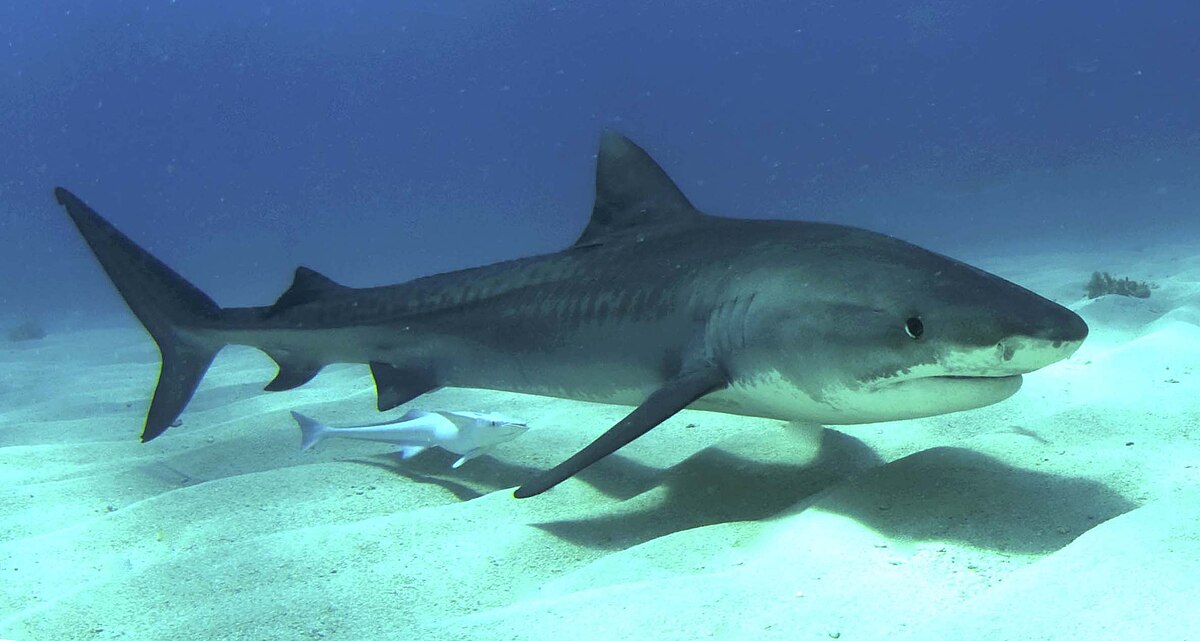 tiger shark