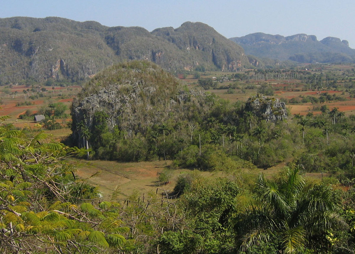mogote