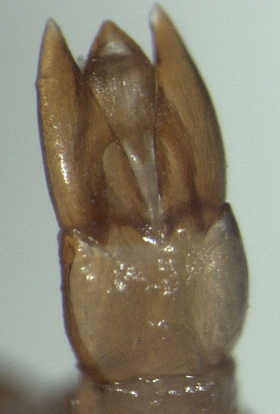 water scavenger beetle