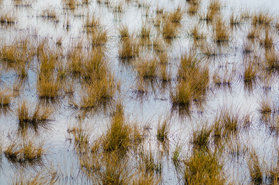 water poa