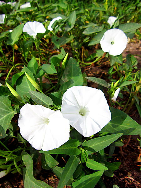 water spinach