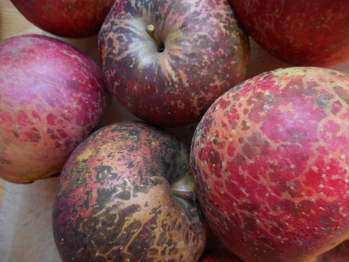 apple summer disease