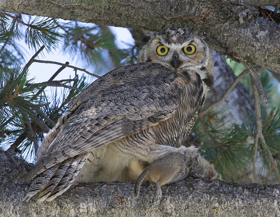 tiger owl