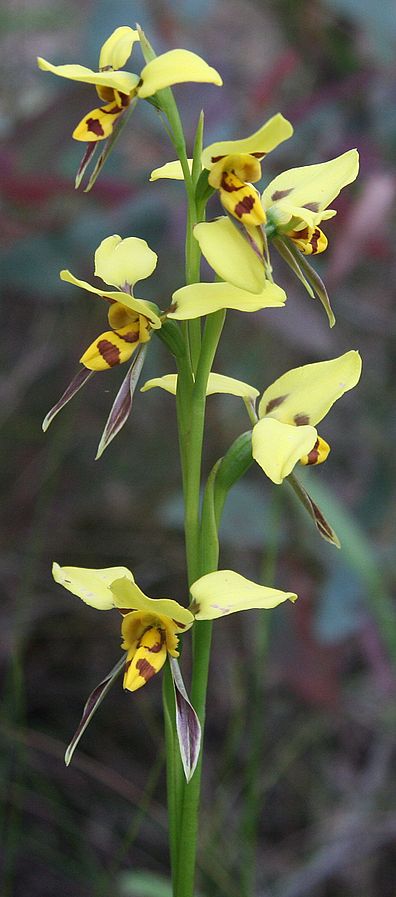 tiger orchid