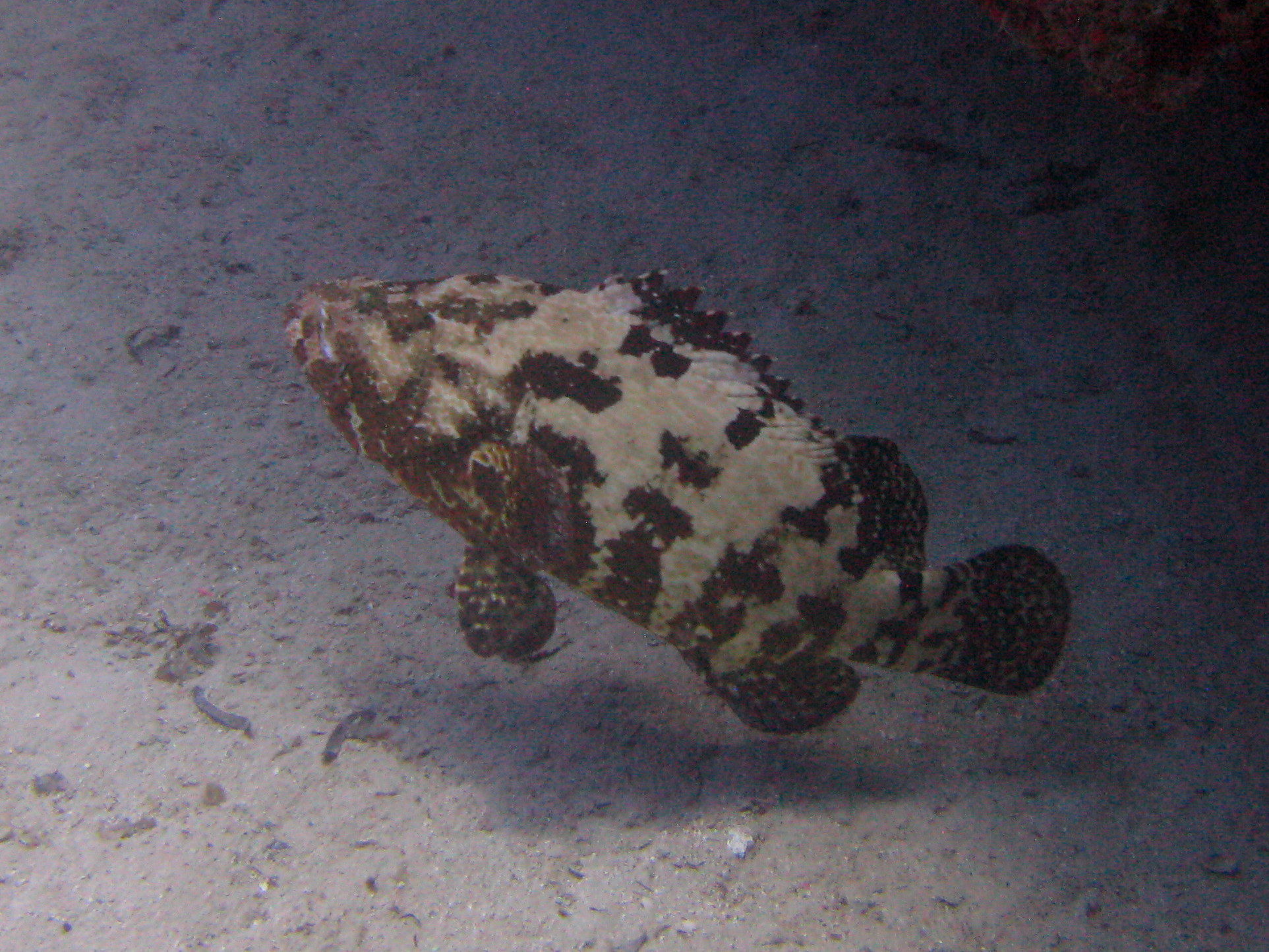 tiger grouper