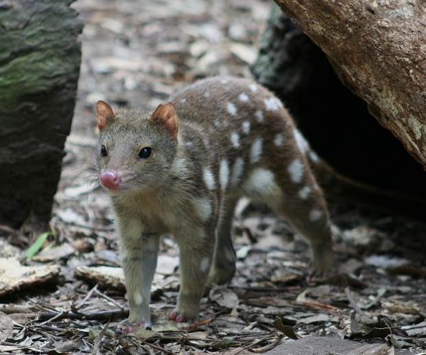 tiger quoll