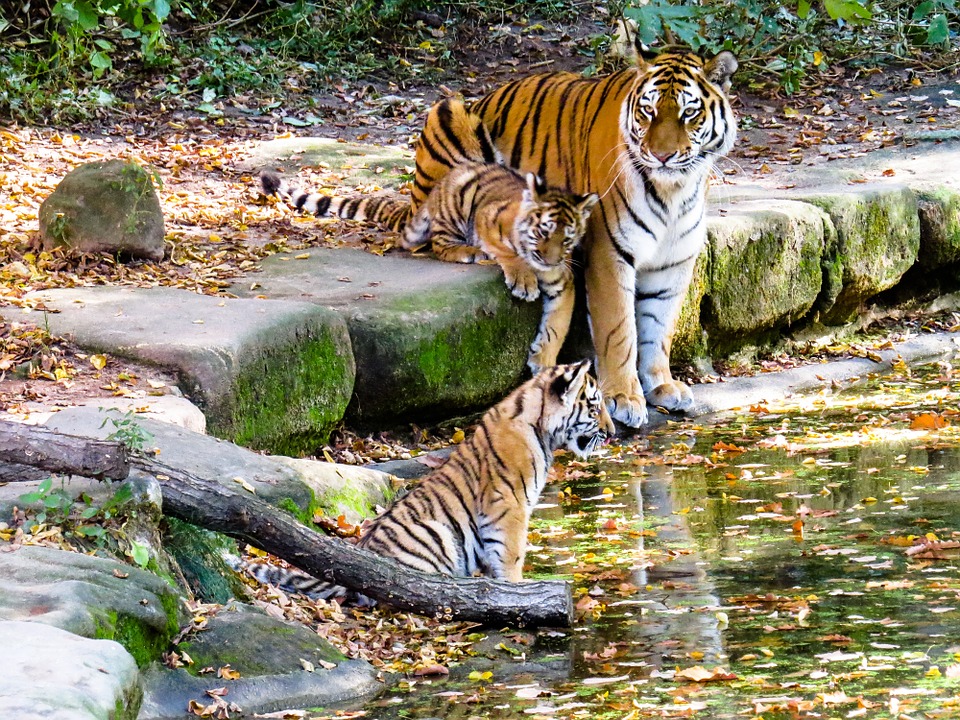 tiger