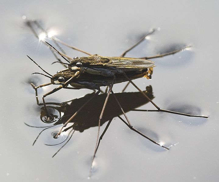 water strider